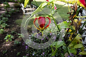 Climbing Lily