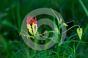 Climbing Lily