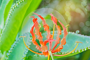 Climbing Lily, Superb Lily, Gloriosa superba flower Colchicaceae with the beam, light and lens flare effect tone, the wildflow
