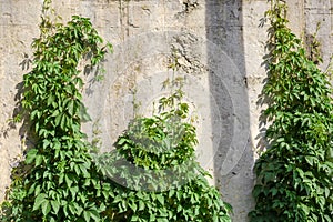 Climbing maiden grapes creeping up the concrete retaining wall