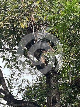 climbing on a Mango tree