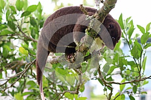 Climbing Mountain Cuscus