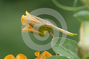 Climbing Nasturtium Tropaeolum ciliatum, budding orange-yellow flower