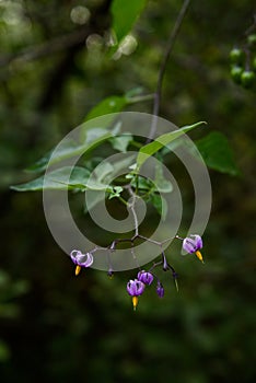 Climbing Nightshade blooming in woodland shade, generally considered a weed