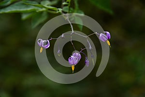 Climbing Nightshade blooming in woodland shade, generally considered a weed