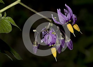 Climbing nightshade flowers