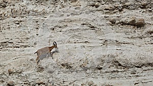 Climbing Nubian Ibex Capra Ibex Nubiana in Ein Gedi nature reserve, Israel