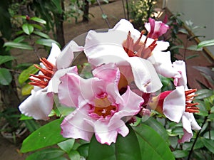 Climbing Oleander flowers in a home garden.