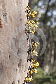 Climbing Orchid