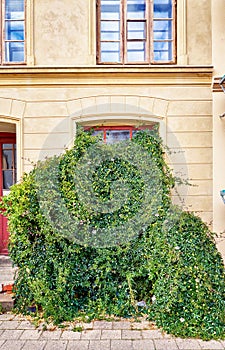 Climbing passion plant overgrows a window on a beautiful renovated old building facade