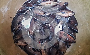 Climbing perch or anabas