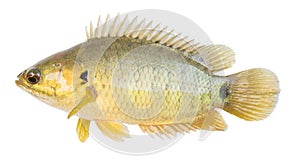 The Climbing perch or Climbing gourami,Gold Fish,Isolated white background