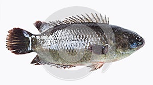 Climbing perch fish