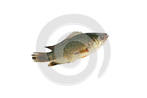 Climbing perch fish ,Freshwater fish isolated on white background