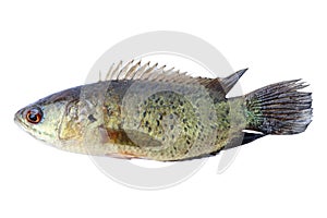 Climbing perch fish isolated on white background