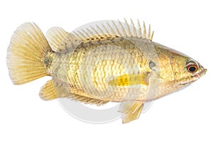 Climbing perch or Climbing gourami,Gold Fish,Isolated white background