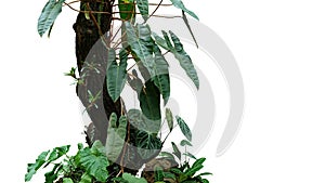 Climbing philodendron Philodendron billietiae tropical foliage plant growing on rainforest tree trunk with Bromeliads, Anthurium