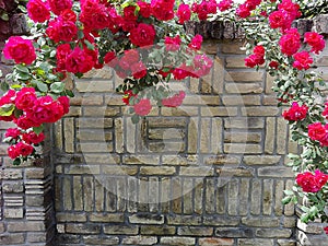 Climbing pink roses