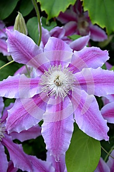 Climbing plant Clematis lanuginosa is able to climb the wire up to 2m in height it is roatlina from china flowers 8cm big white pi