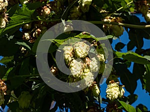 Climbing plant Common hop (Humulus lupulus) with cone shaped fruits in sunlight