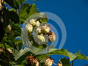 Climbing plant Common hop (Humulus lupulus) with cone shaped fruits in sunlight