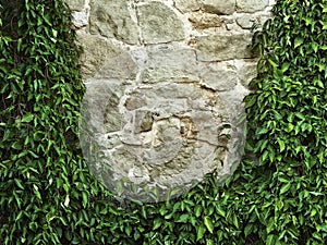 Climbing plant framing a stone wall