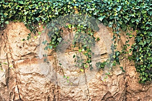 Climbing plant framing a stone wall