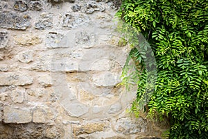 Climbing plant, green ivy growing on antique brick wall of old house