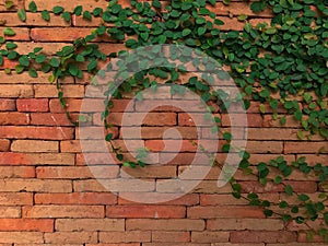 Climbing plant, green ivy or vine plant growing on antique brick wall of abandoned house