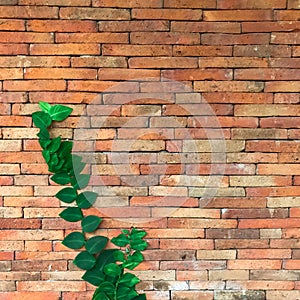 Climbing plant, green ivy or vine plant growing on antique brick wall of abandoned house