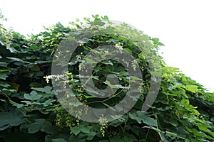 The climbing plant Humulus lupulus blooms in August. Berlin, Germany