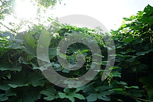 The climbing plant Humulus lupulus blooms in August. Berlin, Germany