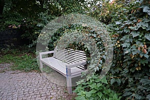 The climbing plant Humulus lupulus blooms near the bench in October. Berlin, Germany