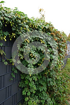 The climbing plant Humulus lupulus blooms in October. Berlin, Germany