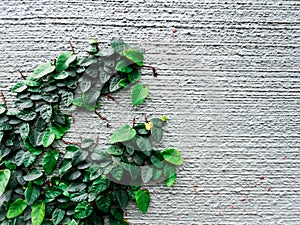 Climbing plant isolated on wall background photo