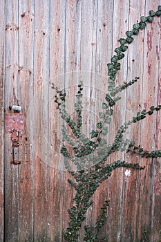 Climbing plant, ivy, on an old wooden door