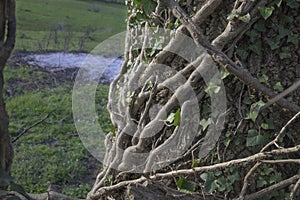 Climbing plant with leaves on tree trunk in field at sunset horizontal