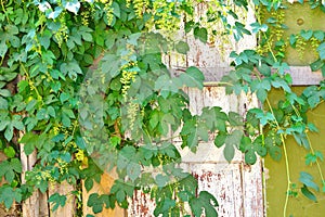 Climbing plant and an old door