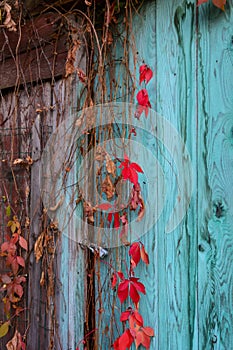 Climbing plant on an old door