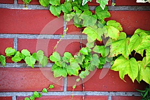 Climbing plant over red brick wall