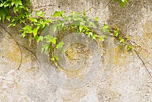 Climbing plant over wall photo