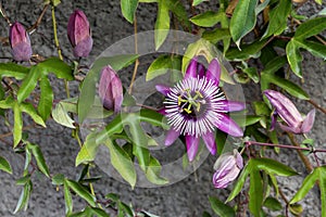 The climbing plant passionflower Passiflora incarnata close-up