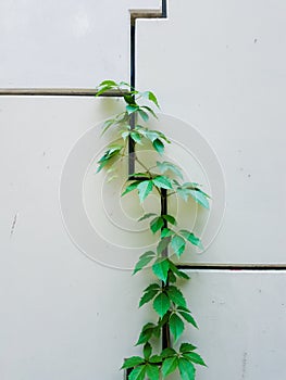 Climbing plant stretches up the wall