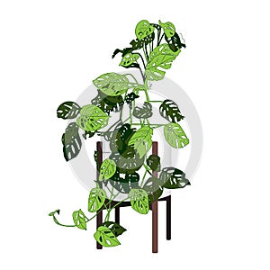 Climbing plant Trendy indoor. Modern flower pot. Plant vase. Plant growing. Vector illustration