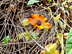 Climbing plant // Vine flower // Flor de enredadera