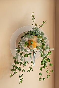 A climbing plant on a wall shelf