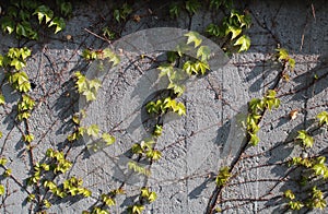 Climbing plants on a buliding