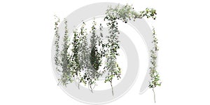 Climbing plants creepers isolated on white background 3d illustration