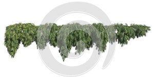 Climbing plants creepers isolated on white background 3d illustration