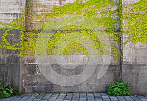 Climbing plants on old wall outdoor background